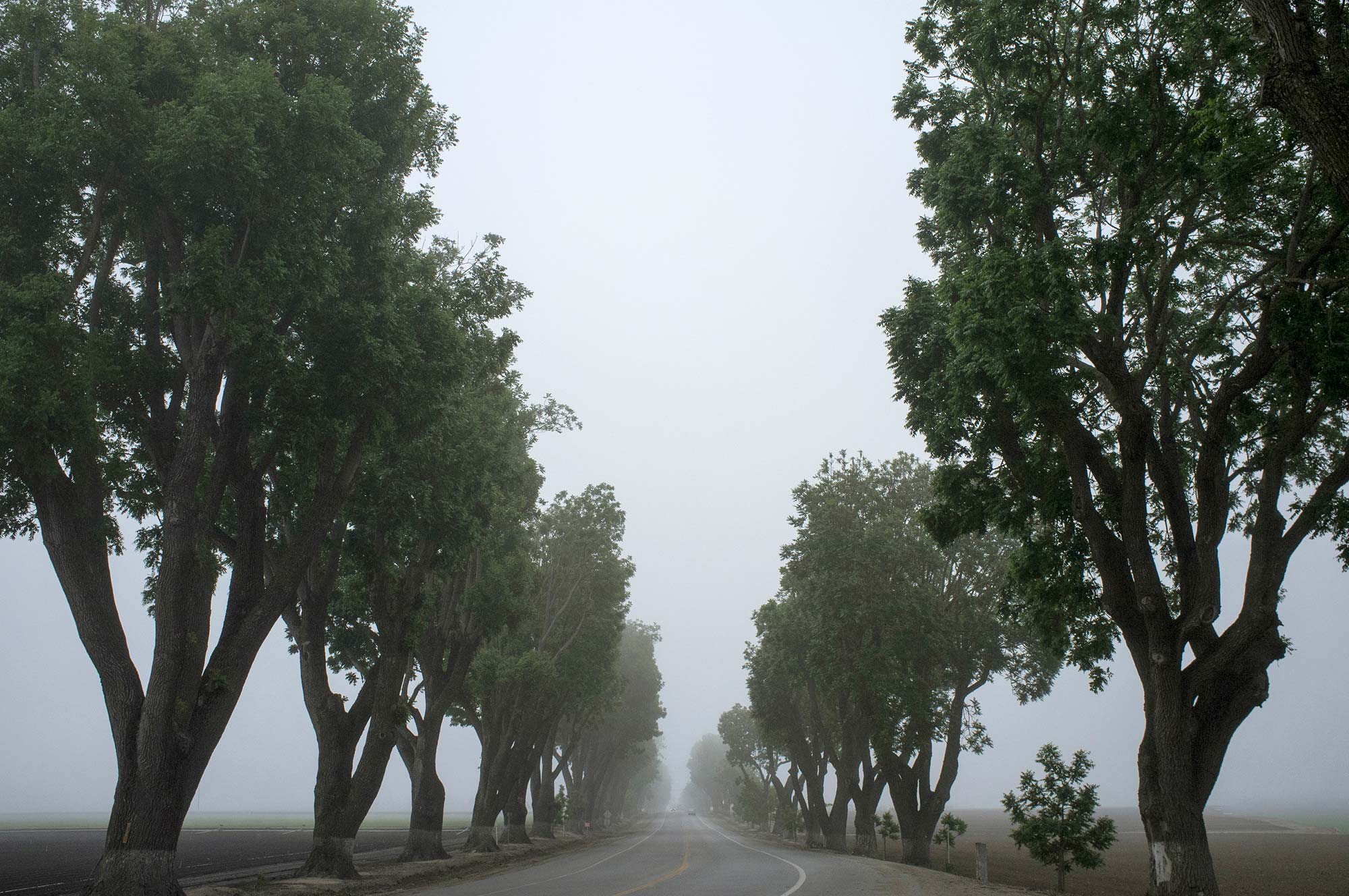 Tree-lined foggy road